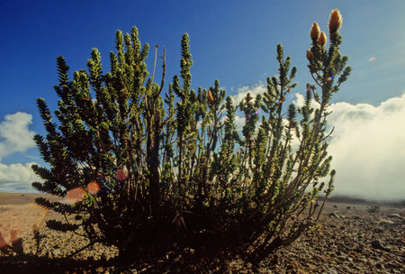 Chuquiraga jussieui, the flower of the Andes, is a species of flowering plant in the family Asteraceae. It is a low shrub, reaching a height of about 75 cm. Chuquiraga jussieui is an endangered flowerの写真素材