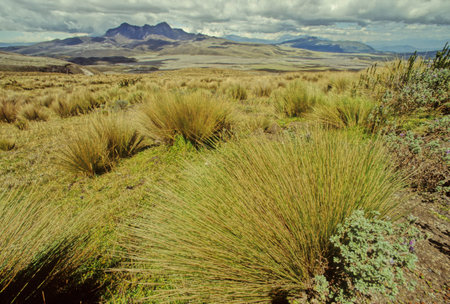 Cotopaxi National Park is a protected area in Ecuador situated in the Cotopaxi, Napo and Pichincha provinces, roughly 50 km south of Quito.の写真素材