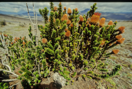 Chuquiraga jussieui, the flower of the Andes, is a species of flowering plant in the family Asteraceae. It is a low shrub, reaching a height of about 75 cm. Chuquiraga jussieui is an endangered flowerの写真素材