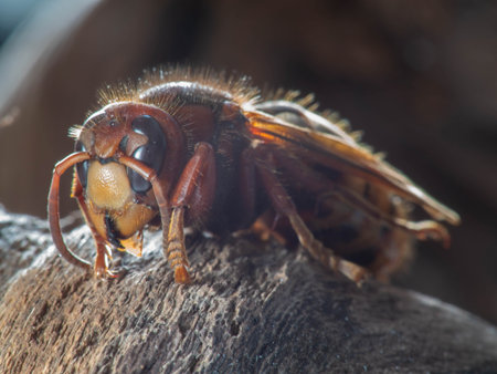 The European hornet (Vespa crabro) is the largest eusocial wasp native to Europe.の写真素材