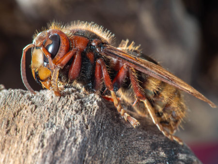 The European hornet (Vespa crabro) is the largest eusocial wasp native to Europe.の写真素材