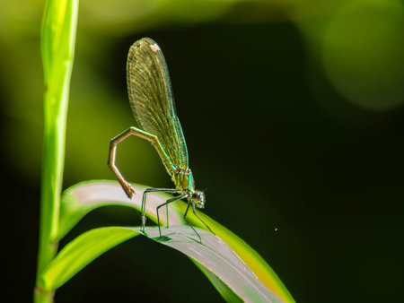 Damselflies are flying insects of the suborder Zygoptera in the order Odonata.の写真素材