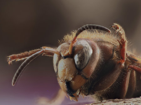 The European hornet (Vespa crabro) is the largest eusocial wasp native to Europe.