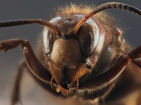 The European hornet (Vespa crabro) is the largest eusocial wasp native to Europe.