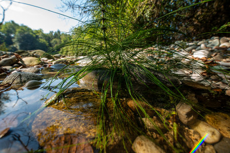Equisetum arvense, the field horsetail or common horsetail, is an herbaceous perennial plant in the Equisetidae (horsetails) sub-class, native throughout the arctic and temperate regions of the Northern Hemisphere.の写真素材