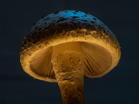 Pholiota squarrosa, commonly known as the shaggy scalycap, the shaggy Pholiota, or the scaly Pholiota, is a species of mushroom in the family Strophariaceae.の写真素材