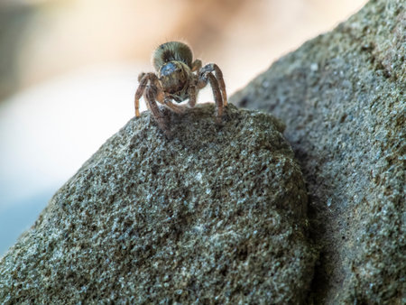 Asianellus festivus is a species of jumping spider in the family Salticidae.の写真素材