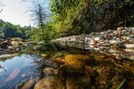 Equisetum arvense, the field horsetail or common horsetail, is an herbaceous perennial plant in the Equisetidae (horsetails) sub-class, native throughout the arctic and temperate regions of the Northern Hemisphere.の写真素材