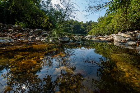 Equisetum arvense, the field horsetail or common horsetail, is an herbaceous perennial plant in the Equisetidae (horsetails) sub-class, native throughout the arctic and temperate regions of the Northern Hemisphere.の写真素材