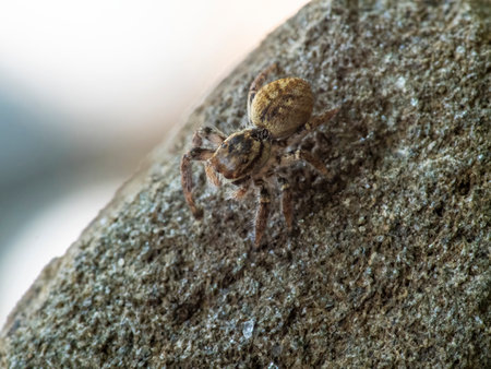 Asianellus festivus is a species of jumping spider in the family Salticidae.の写真素材