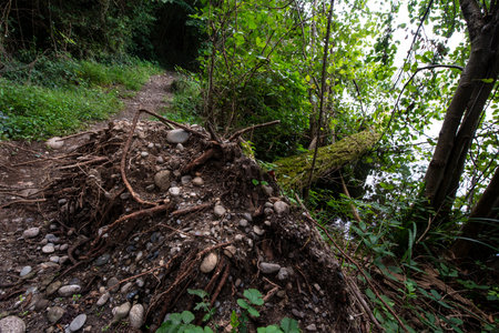 Tree fell due to bad weather on a path in the Adda Nord park.の写真素材