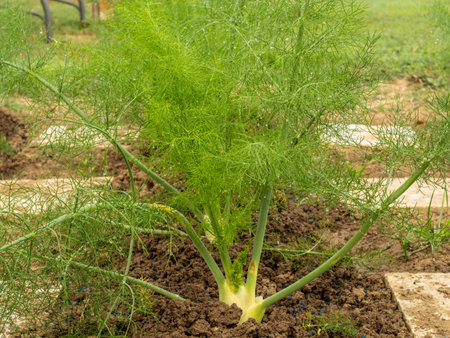 This article is about the plant Foeniculum vulgare. For other uses, see Fennel (disambiguation). "Fennel" redirects here.の写真素材