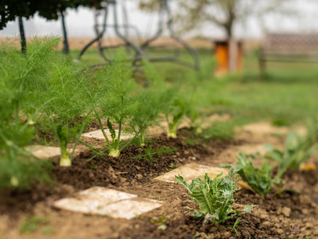 This article is about the plant Foeniculum vulgare. For other uses, see Fennel (disambiguation). "Fennel" redirects here.の写真素材