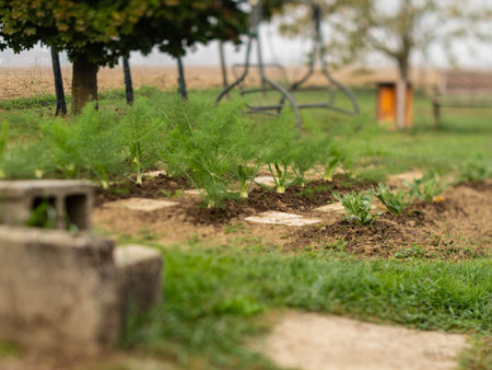 This article is about the plant Foeniculum vulgare.の写真素材