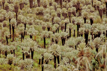 Espeletia, commonly known as 'frailejones' ("big monks", is a genus of perennial subshrubs, in the family Asteraceae.の写真素材