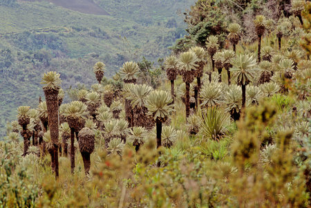 Espeletia, commonly known as 'frailejones' ("big monks", is a genus of perennial subshrubs, in the family Asteraceae.の写真素材