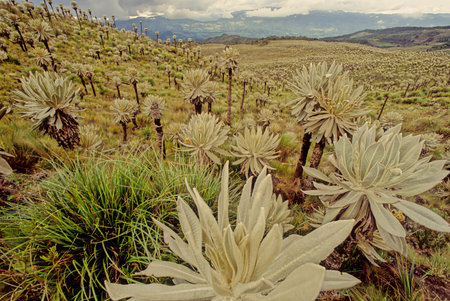 Espeletia, commonly known as 'frailejones' ("big monks", is a genus of perennial subshrubs, in the family Asteraceae.の写真素材