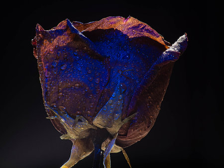 A rose is either a woody perennial flowering plant of the genus Rosa in the family Rosaceae or the flower it bears.の写真素材