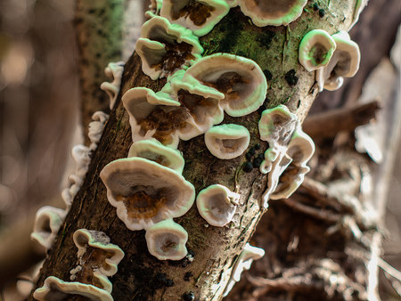 Bjerkandera adusta, commonly known as the smoky polypore or smoky bracket, is a species of fungus in...