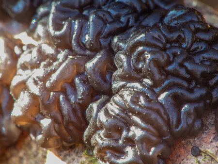 Exidia nigricans is a species of fungus in the family Auriculariaceae. In the UK, it has the...