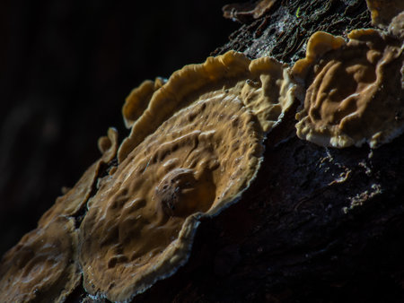The blushing crust fungus (Stereum rugosum), or wrinkled crust fungus, is a very common fungus...