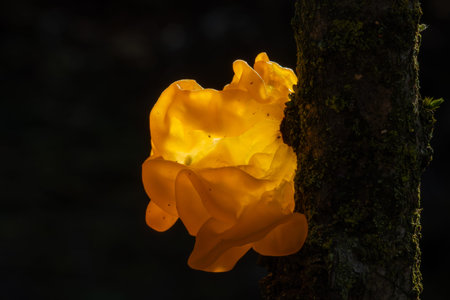 Tremella mesenterica (common names include yellow brain, golden jelly fungus, yellow trembler, and...