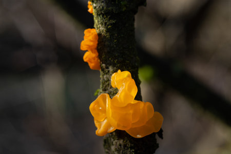 Tremella mesenterica (common names include yellow brain, golden jelly fungus, yellow trembler, and...