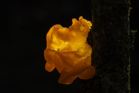 Tremella mesenterica (common names include yellow brain, golden jelly fungus, yellow trembler, and witches' butter is a common jelly fungus in the family Tremellaceae of the Agaricomycotina.の写真素材