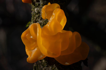 Tremella mesenterica (common names include yellow brain, golden jelly fungus, yellow trembler, and...