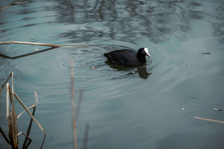 duck swims in the water of a small pondの写真素材