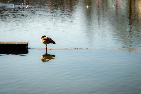 Bird sleeping on one leg in the waterの写真素材
