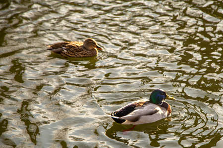 A couple of ducks swimming on the waterの写真素材