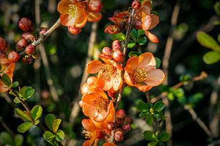 small red flowers blossom in spring in the garden