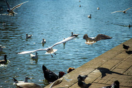 birds in action at the water side pondの写真素材