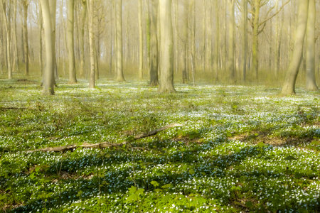 Trees in the forest with tapestry of white flowersの写真素材