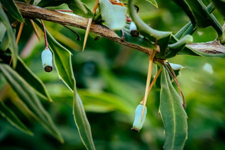 Green flower heads seeds makes abstract imageの写真素材