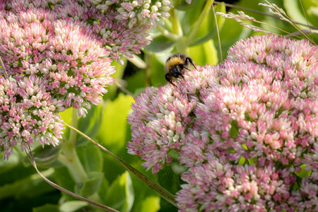 Pink and white flowers with a bee on themの写真素材