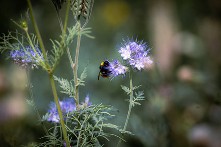 Small purple flower with a bee on itの写真素材