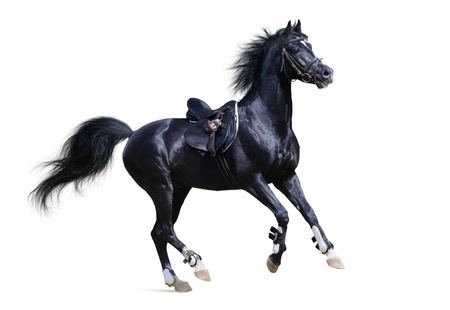black arabian stallion gallops ob white backgroundの写真素材