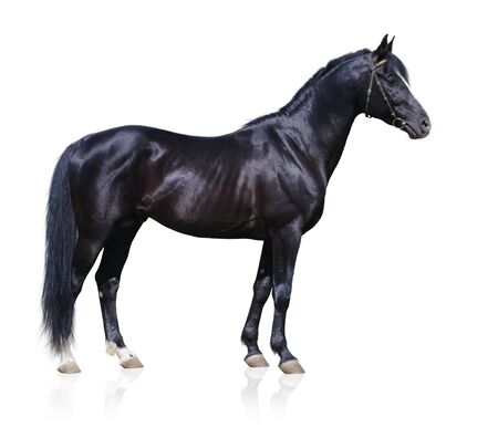 Trakehner black stallion isolated on whiteの写真素材