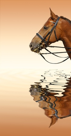 Dressage: head of sorrel horse - reflection in waterの写真素材