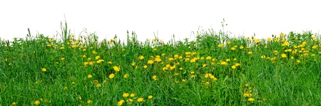 Field with blowballs - isolated on whiteの写真素材