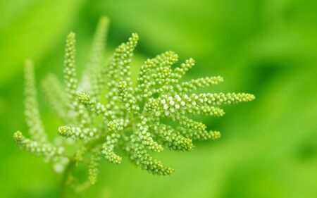White flower in green backgroundの写真素材