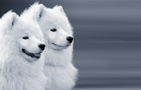two samoyed dogs on grey backgroundの写真素材
