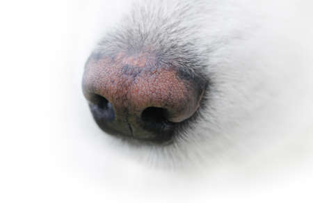 The neb of samoyed dogの写真素材