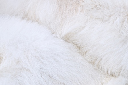 White coat of samoyed dogの写真素材