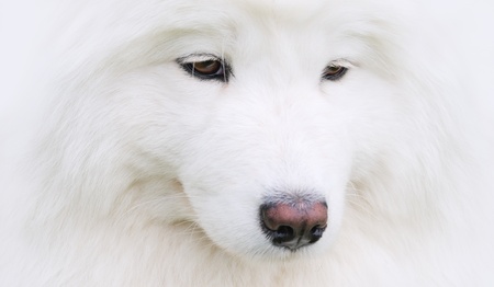 Portrait of white Samoyed dogの写真素材