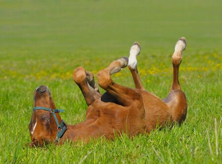 sorrel foal in green fieldの写真素材