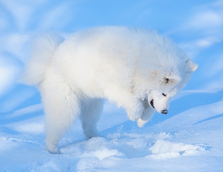 Puppy of Samoyed dog hunt on mouseの写真素材