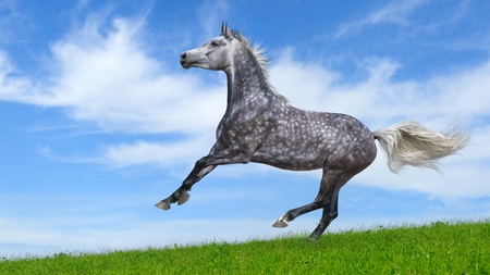 Dapple-gray arabian galloping horse in fieldの写真素材